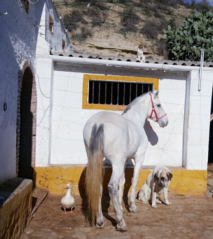 Granja Escuela Finca Malpasillo en Las Gabias, Granada