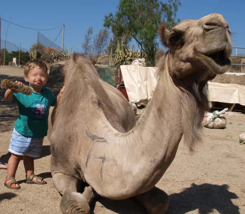 Granja Escuela Mi reino por un camello