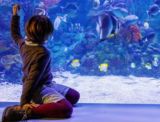Atlantis Aquarium Madrid es un centro de ocio que cuenta con una gran cantidad de especies acuáticas, se pueden realizar diversas actividades con animales y, además, celebrar cumpleaños. Se encuentra ubicado en la calle Puerto de Navacerrada, en la primera planta del centro comercial intu Xanadú de Arroyomolinos, en Madrid.