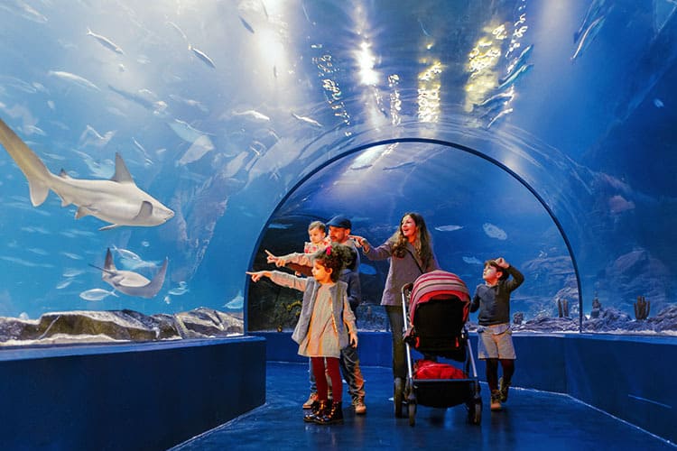 Atlantis Aquarium Madrid es un centro de ocio que cuenta con una gran cantidad de especies acuáticas, se pueden realizar diversas actividades con animales y, además, celebrar cumpleaños. Se encuentra ubicado en la calle Puerto de Navacerrada, en la primera planta del centro comercial intu Xanadú de Arroyomolinos, en Madrid.