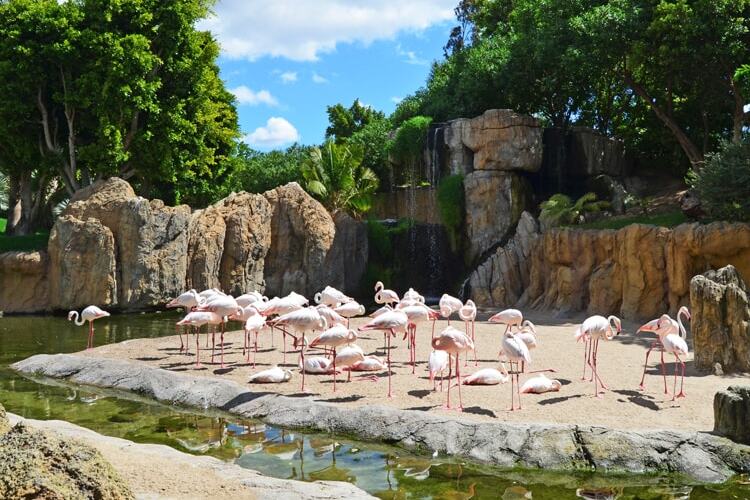 Bioparc Valencia es un parque zoológico dedicado a la conservación de especies tropicales del continente africano.